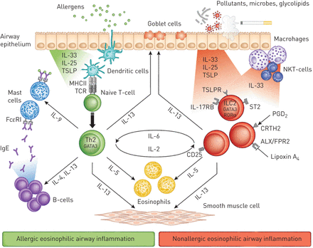 asthma immunology